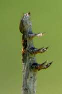 Curve-toothed Geometer Caterpillar