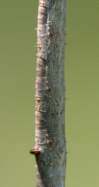 Curve-toothed Geometer Caterpillar