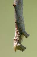 Curve-toothed Geometer Caterpillar
