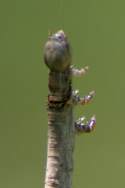 Curve-toothed Geometer Caterpillar