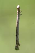 Curve-toothed Geometer Caterpillar