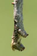 Curve-toothed Geometer Caterpillar
