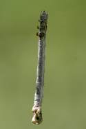 Curve-toothed Geometer Caterpillar