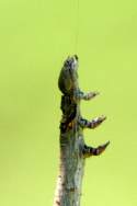 Curve-toothed Geometer Caterpillar