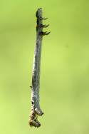 Curve-toothed Geometer Caterpillar