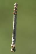 Curve-toothed Geometer Caterpillar