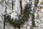 Hemileuca peigleri