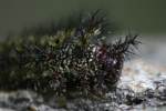 Hemileuca peigleri