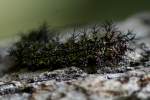 Hemileuca peigleri
