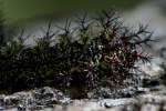 Hemileuca peigleri