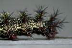 Hemileuca peigleri