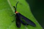 Grapeleaf Skeletonizer Moth