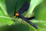 Grapeleaf Skeletonizer Moth