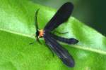 Grapeleaf Skeletonizer Moth