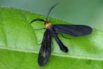 Grapeleaf Skeletonizer Moth