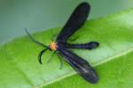 Grapeleaf Skeletonizer Moth