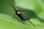 Grapeleaf Skeletonizer Moth