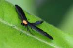Grapeleaf Skeletonizer Moth