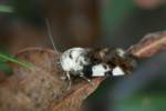 Exposed Bird Dropping Moth