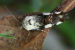 Exposed Bird Dropping Moth