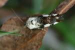 Exposed Bird Dropping Moth