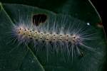 Fall Webworm Moth