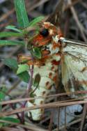 Regal Moth