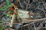 Regal Moth