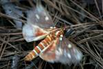 Regal Moth