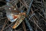 Regal Moth
