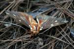 Regal Moth