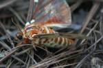 Regal Moth