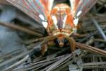 Regal Moth