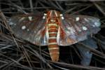 Regal Moth