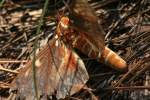 Regal Moth