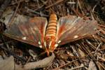 Regal Moth