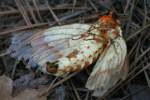 Regal Moth
