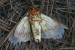 Regal Moth