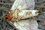 Regal Moth