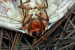 Regal Moth