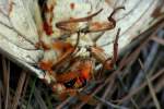 Regal Moth