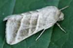 Three-lined Flower Moth