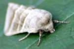 Three-lined Flower Moth
