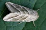 Three-lined Flower Moth