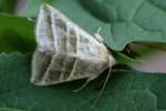 Three-lined Flower Moth