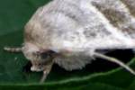 Three-lined Flower Moth