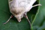 Three-lined Flower Moth