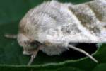 Three-lined Flower Moth