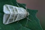 Three-lined Flower Moth