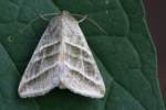Three-lined Flower Moth